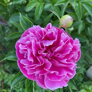 Meet your Posher, Shelley